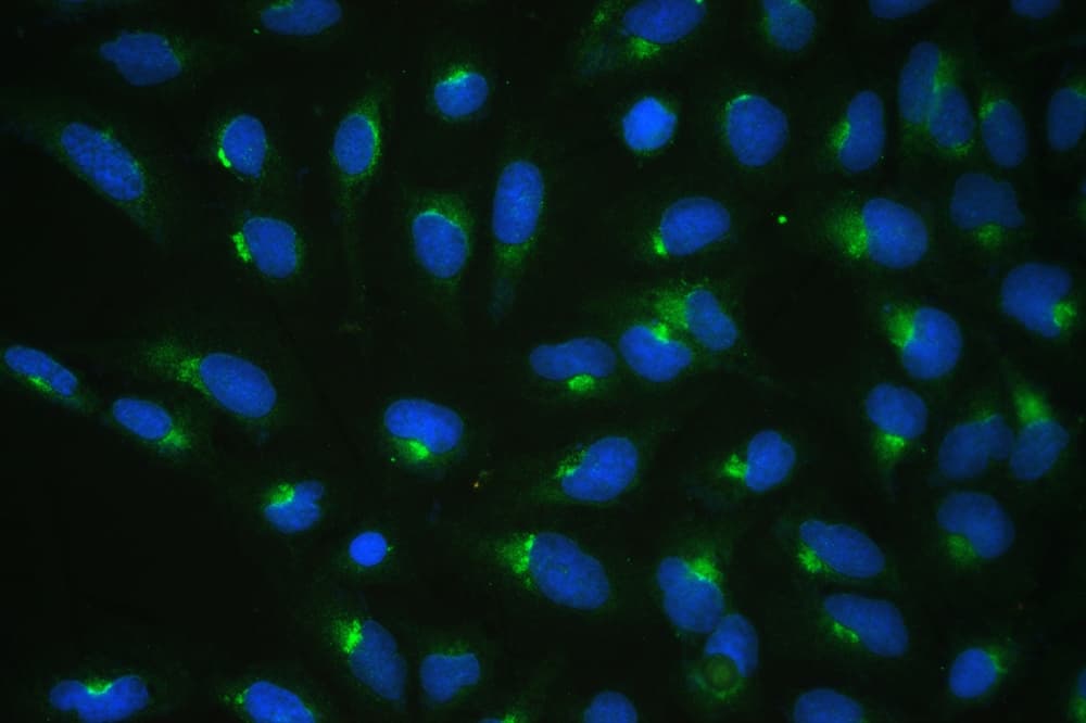 COPE Antibody