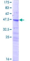Human CLEC3A Protein (Recombinant GST)