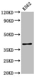PRB1 Antibody