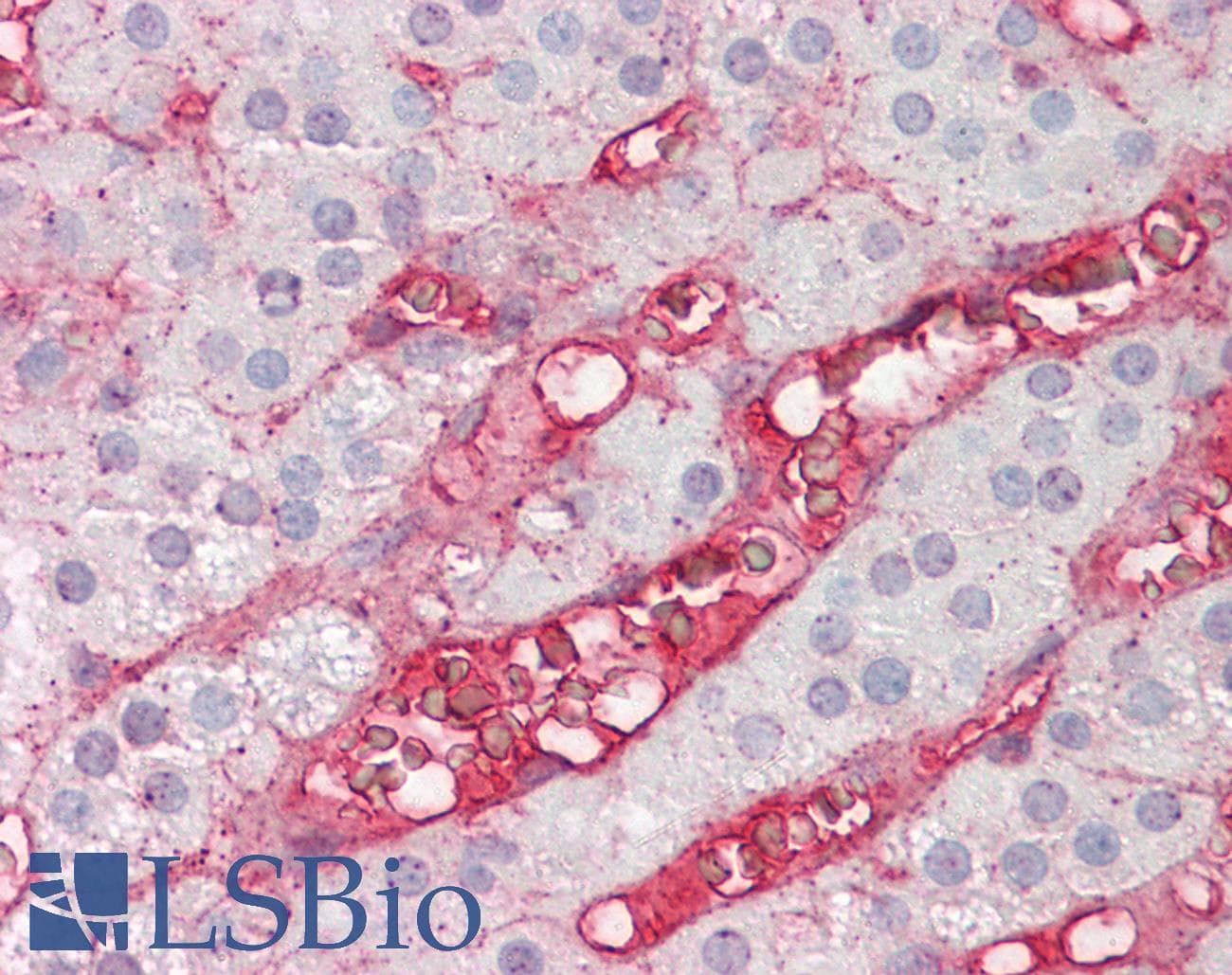 IHC-plus™ Polyclonal Goat anti-Human CFB / Complement Factor B Antibody (IHC)
