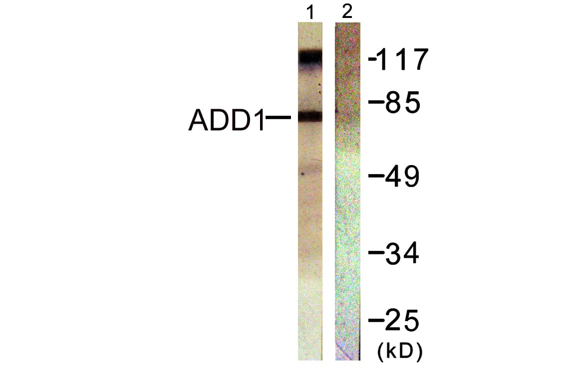 ADD1 / Adducin Alpha Antibody (C-Terminus)