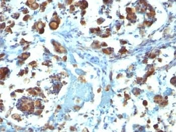MUC3A Antibody (Tandem Repeat, clone M3.1)