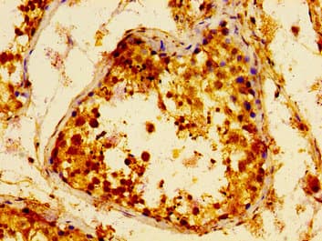 METAP2 Antibody
