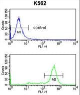IL1RAPL2 Antibody (aa372-401)