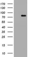 POLI Antibody (aa458-740, clone OTI5H9, Carrier-free)