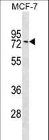 GNL1 Antibody (aa240-266)