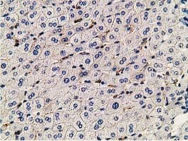 PDLIM2 / SLIM Antibody (clone OTI11A12)