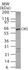 Polyclonal Rabbit anti-Human TRAF3IP2 / ACT1 Antibody (WB)