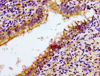 Polyclonal Rabbit anti-Human NKP30 Antibody (IHC)