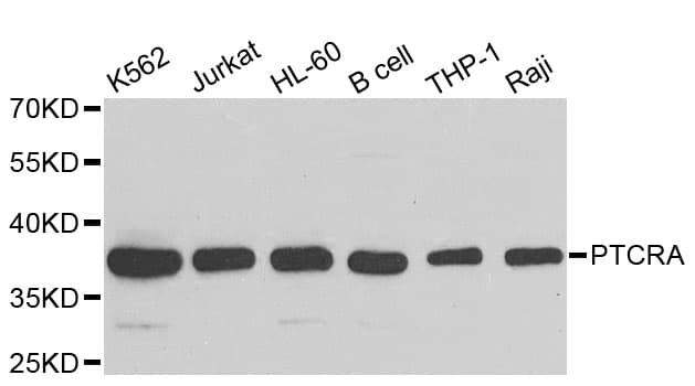 PTCRA Antibody