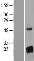 GAGE8 Protein (Over-Expression Lysate Myc-DDK (Flag))