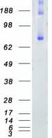 Human KIND2 / FERMT2 Protein (Recombinant Myc-DDK (Flag))