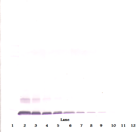 Monoclonal Mouse anti-Human CCL13 / MCP4 Antibody (WB)