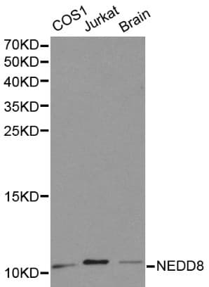 NEDD8 Antibody