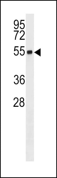 RNF26 Antibody (aa247-273)