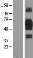 EFCAB14 Protein (Over-Expression Lysate Myc-DDK (Flag))