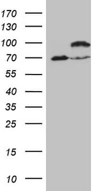 IKBKE / IKKI / IKKE Antibody (aa474-716, clone OTI3C5, Carrier-free)