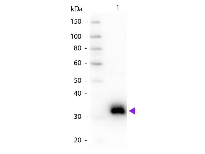 Polyclonal Goat Anti-Rat IgG Fc Secondary Antibody (IHC, WB)