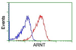 ARNT / HIF-1-Beta Antibody (clone OTI2C7)