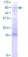 Human IFRD1 / TIS7 Protein (Recombinant GST)