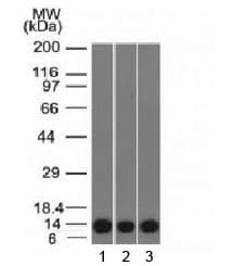 S100A4 / FSP1 Antibody (clone S100A4/1481)