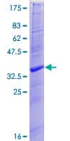 Human VAMP3 / VAMP-3 Protein (Recombinant GST)