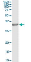 Monoclonal Mouse anti-Human PSME2 Antibody (clone 1G4, IHC, WB)