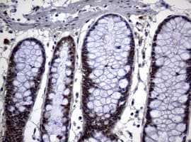 PSMA6 Antibody (clone OTI1C4, Carrier-free)