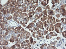 SYT4 Antibody (clone OTI2D3)