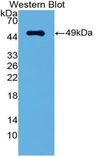 IRF3 Antibody (aa1-406)