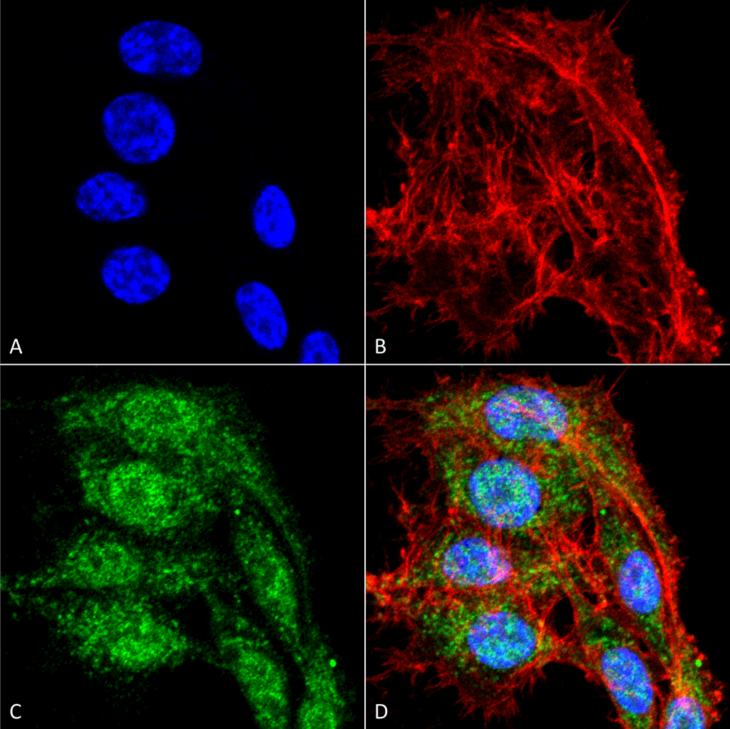 VDAC1 / PORIN Antibody (FITC)