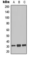 IHC-plus™ Histone H1 Antibody (N-Terminus)