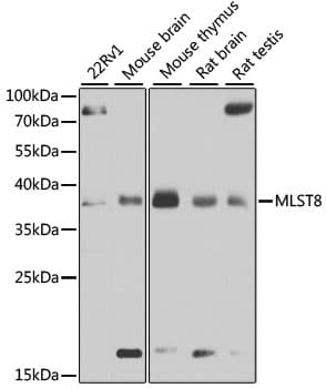 MLST8 / GBL Antibody