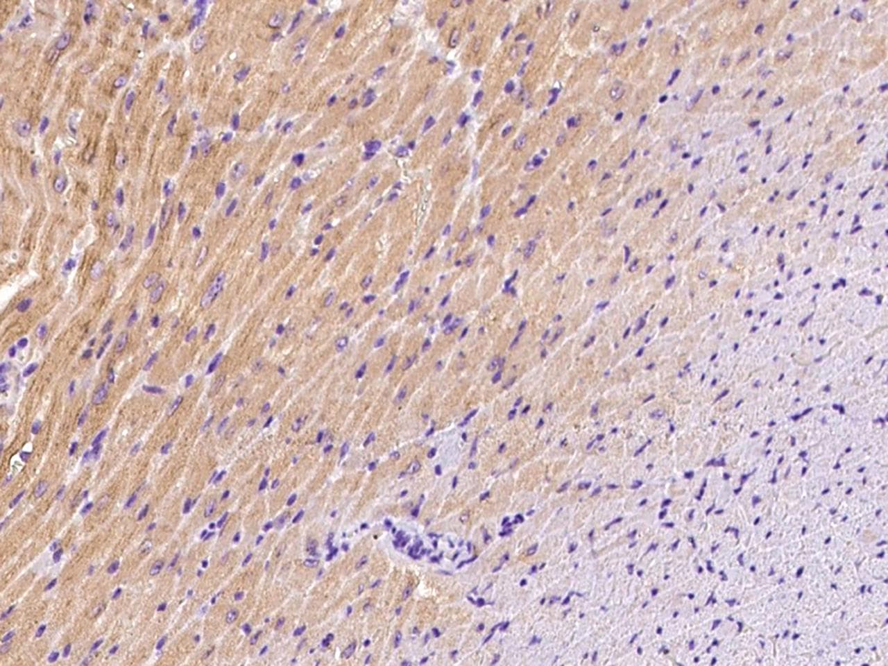 Polyclonal Rabbit anti-Mouse BVES Antibody (IHC)