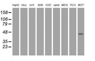 CBX8 Antibody (clone OTI2C8)