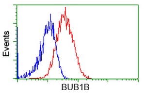 BUB1B / BubR1 Antibody (clone OTI6E3)