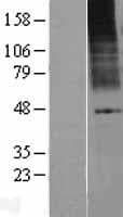 KCNK9 / TASK3 Protein (Over-Expression Lysate Myc-DDK (Flag))