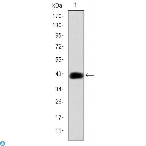 Monoclonal Mouse anti-Human C/EBP Beta / CEBPB Antibody (WB)