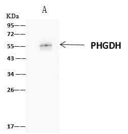 PHGDH Antibody