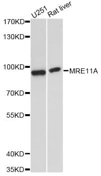 Polyclonal Rabbit anti-Human MRE11A / MRE11 Antibody (WB)