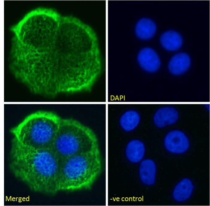 Recombinant Monoclonal Rabbit anti-Human EMA / MUC1 Antibody (clone HMFG2, MUC1, IHC)