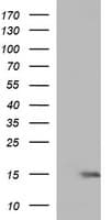 MSMB / MSP Antibody (clone OTI3A3)