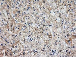 AK4 / Adenylate Kinase 4 Antibody (clone OTI2B12)