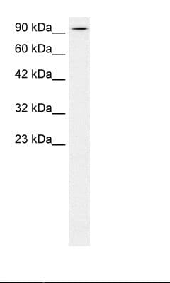 Kinesin Heavy Chain / KIF5B Antibody (N-Terminus)