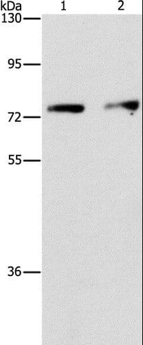 INTS10 Antibody