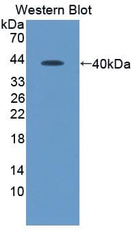 SDF1 / CXCL12 Antibody (Biotin)