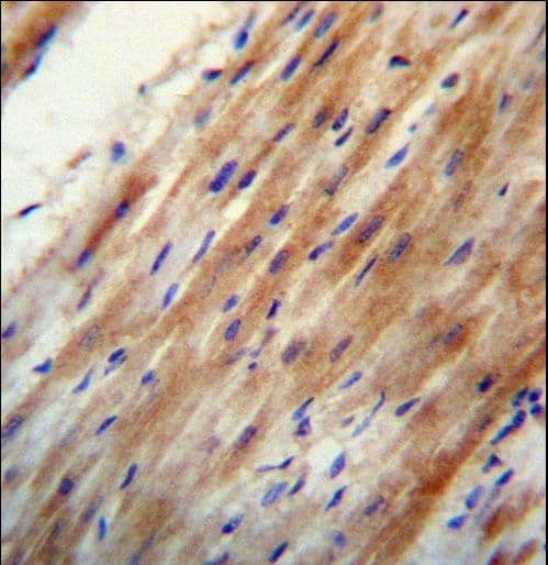 APOO / Apolipoprotein O Antibody (aa9-38)