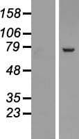 SRP72 Protein (Over-Expression Lysate Myc-DDK (Flag))