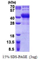 Human POU6F1 / BRN5 Protein (Recombinant His)
