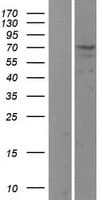 Human USP2 Protein (Over-Expression Lysate Myc-DDK (Flag))